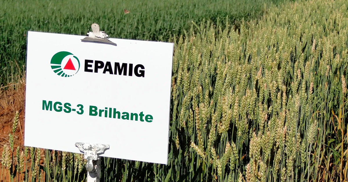 Trigo para silagem surge como alternativa para reduzir custos na pecuária leiteira