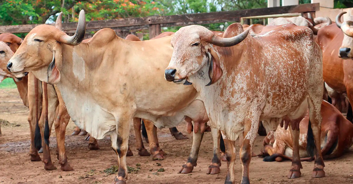 Instituto Mineiro de Agropecuária inicia atualização de rebanhos no Estado