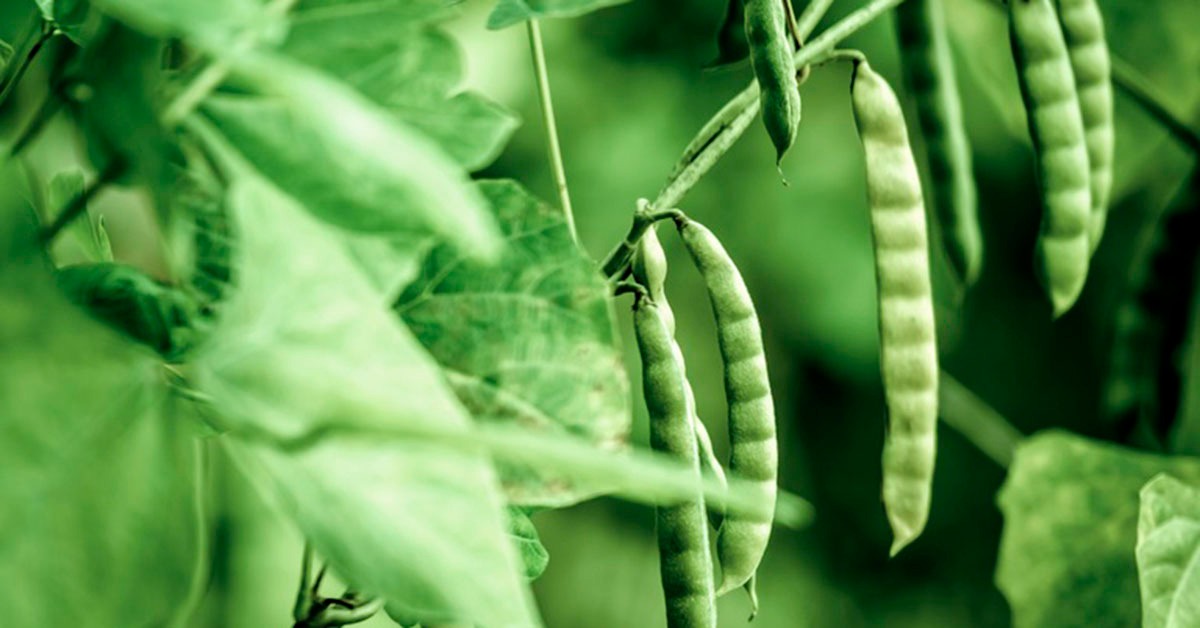 Produção de feijão em Minas tende a crescer 8,6% e alcançar 502,6 mil toneladas na safra 2026