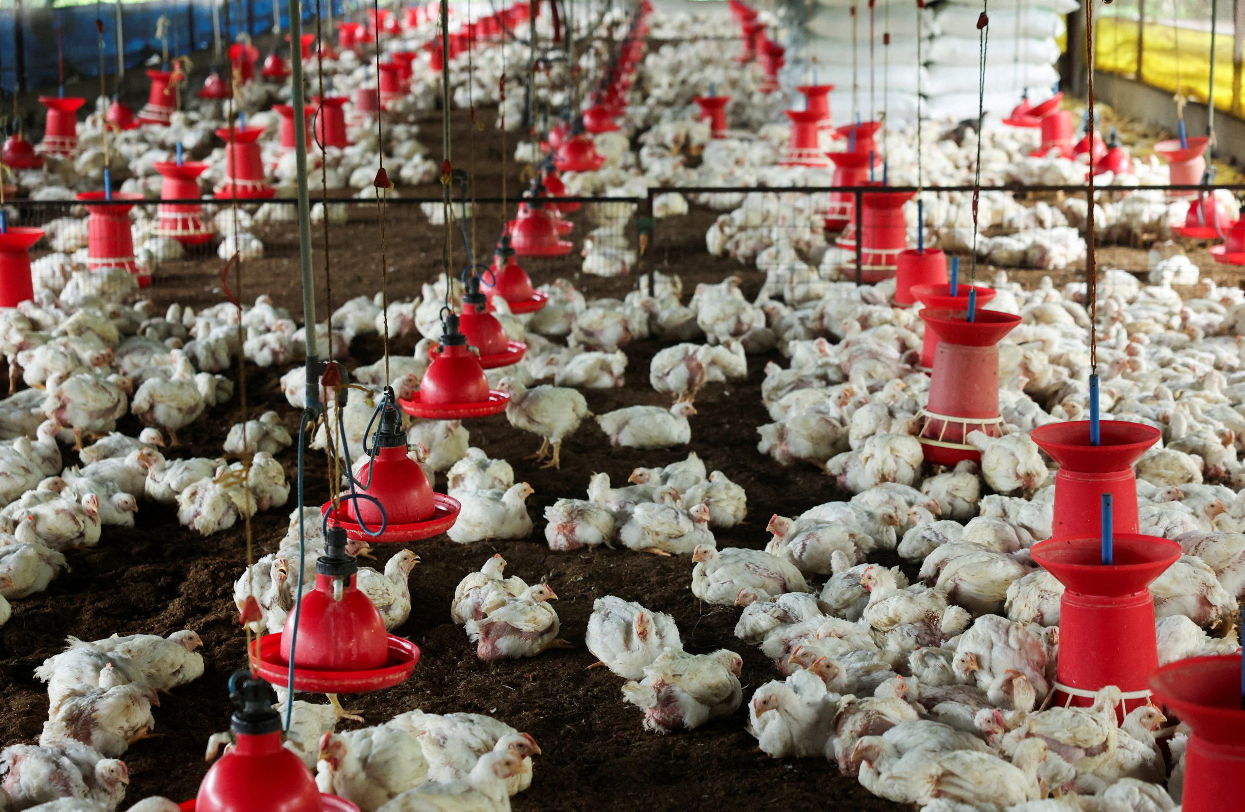 MBRF vê cenário favorável para grãos do Brasil, mas amplia estoques diante de incertezas