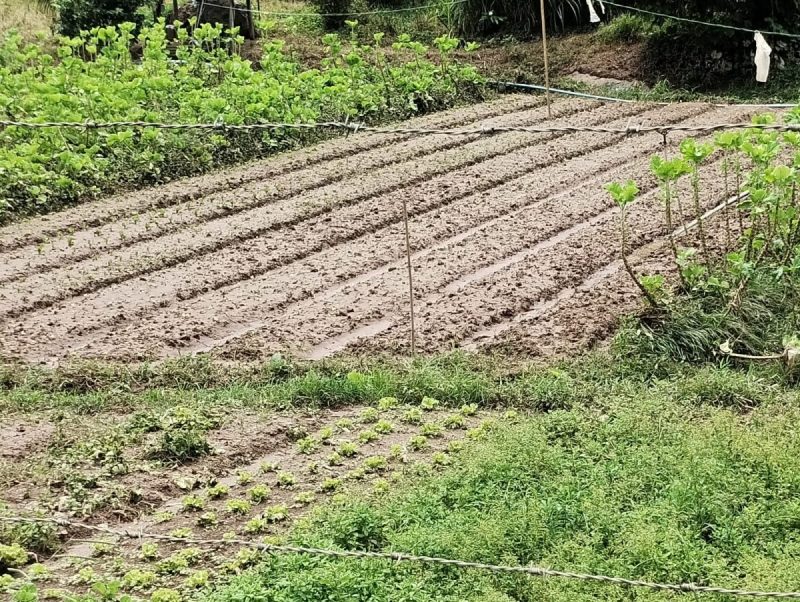 Chuvas atingem mais de 400 produtores na Zona da Mata e provocam perdas em hortaliças e leite