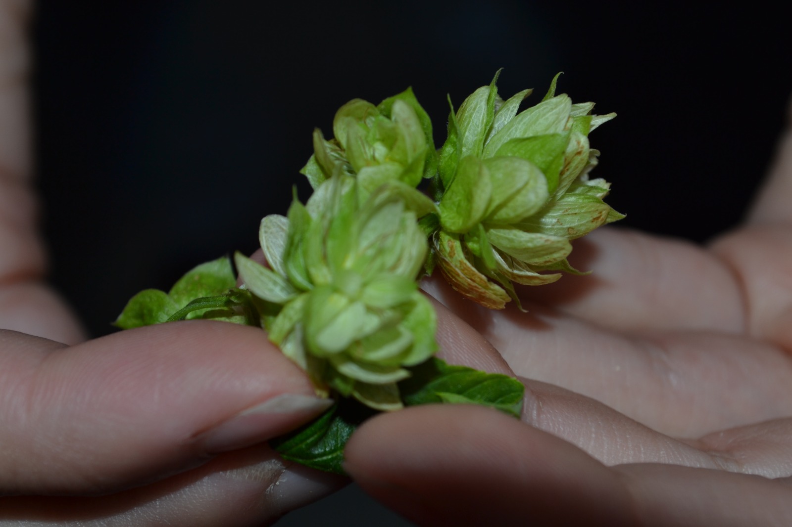 Lúpulo mineiro: pesquisa da Ufla quer criar muda adaptada ao clima tropical