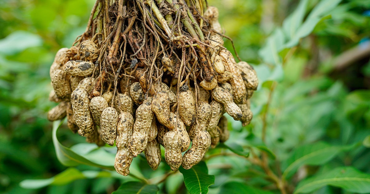 Triângulo Mineiro: setor bioenergético se reúne em encontro preparatório da Megacana