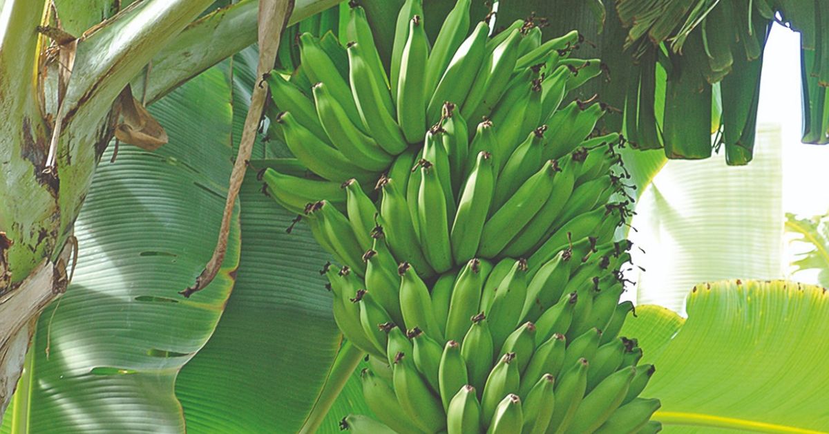 Circuito Frutificaminas chega a quatro cidades do Rio Doce