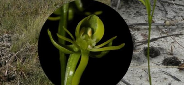 Nova espécie de orquídea é descoberta no Parque de Grão Mogol, em Minas