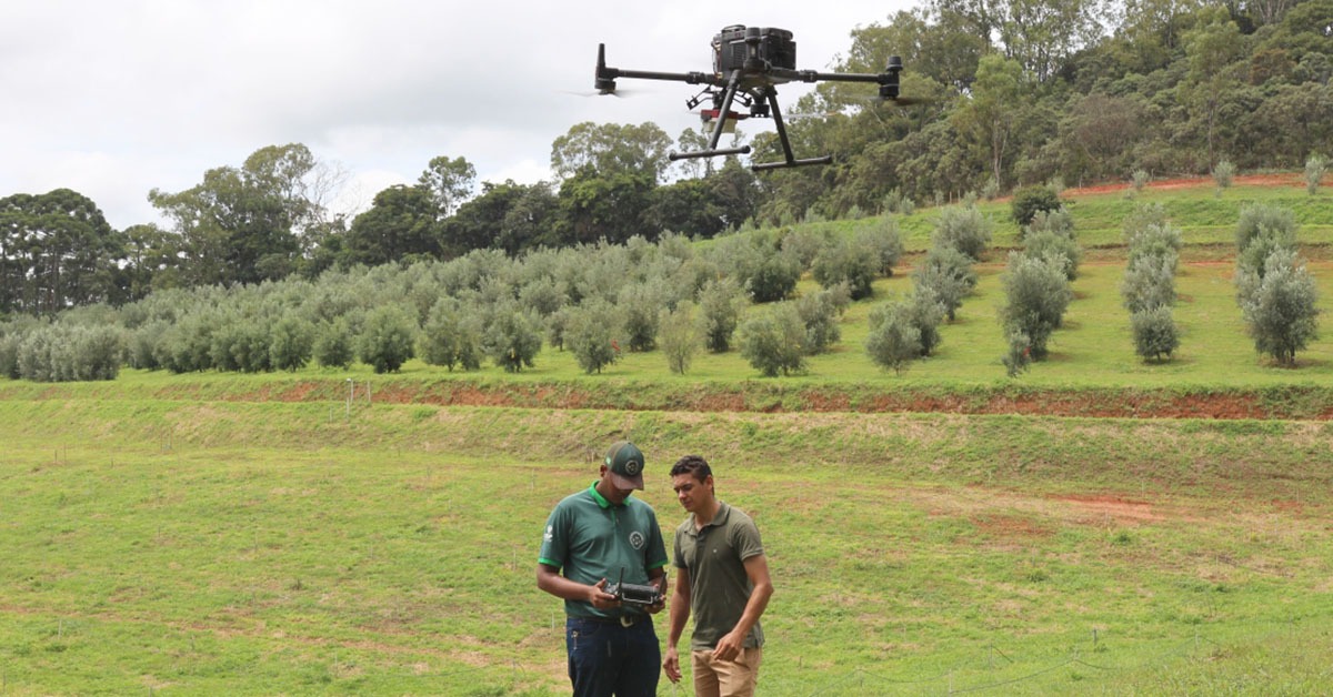 Epamig usa drones para monitorar bactéria que ameaça olivais