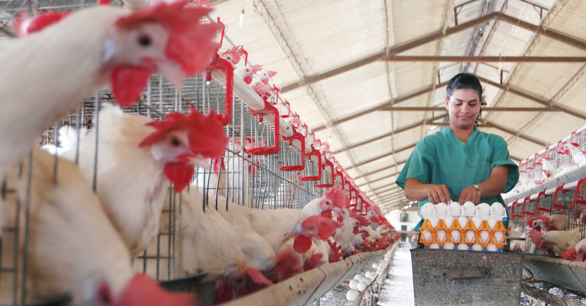 Quaresma impulsiona demanda e eleva preço dos ovos em Minas Gerais