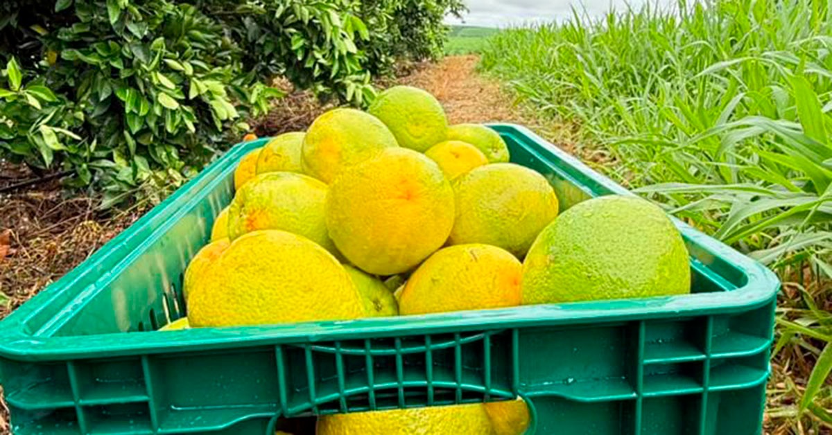 Cafeicultores do Cerrado Mineiro adotam laranja para reduzir perdas com geadas