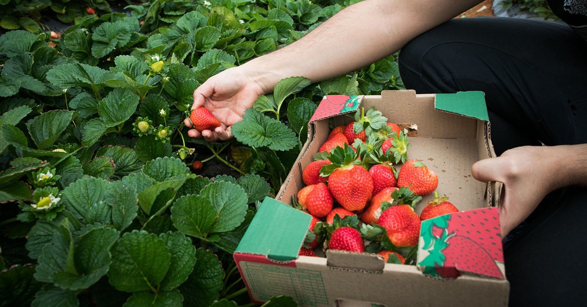 Importação de morango do Egito cresce 221% e preocupa produtores de Minas