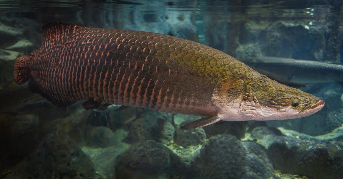 Classificação do pirarucu como invasor gera alerta na piscicultura