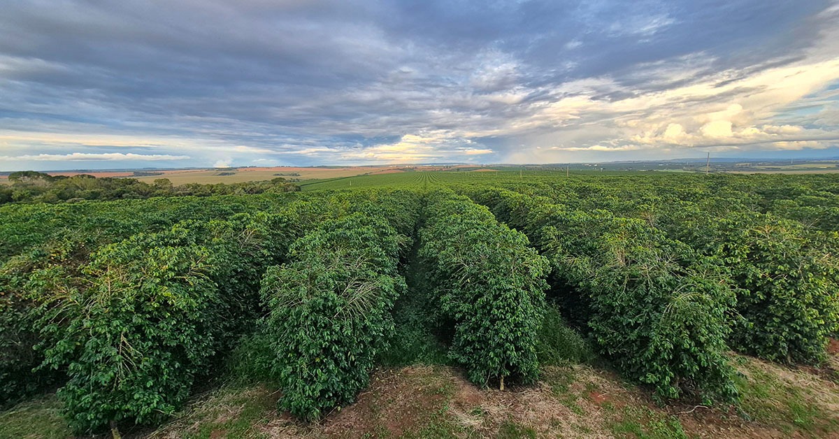 Cerrado Mineiro: a primeira Denominação de Origem do café agora lidera o futuro da cafeicultura regenerativa