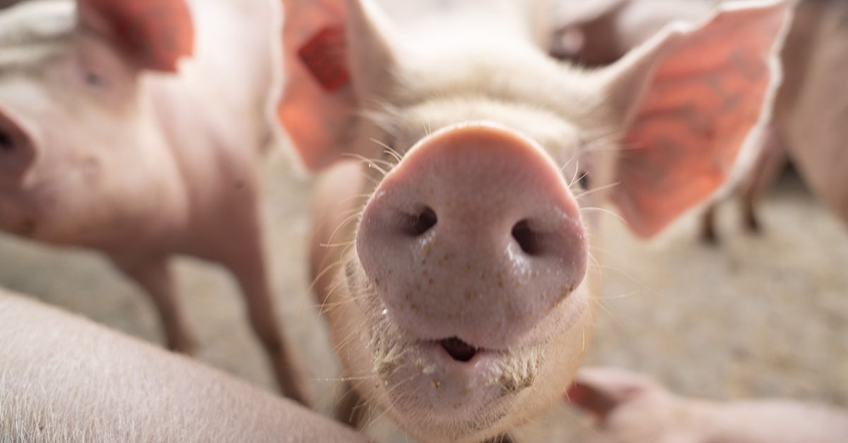 Suinocultura mineira adota práticas de bem-estar para elevar produtividade