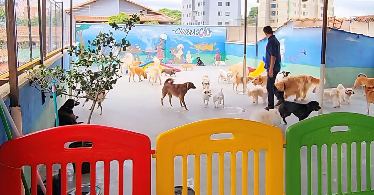 Mineira Tio Edy Pet Care entra no segmento de franquias e projeta expansão nacional