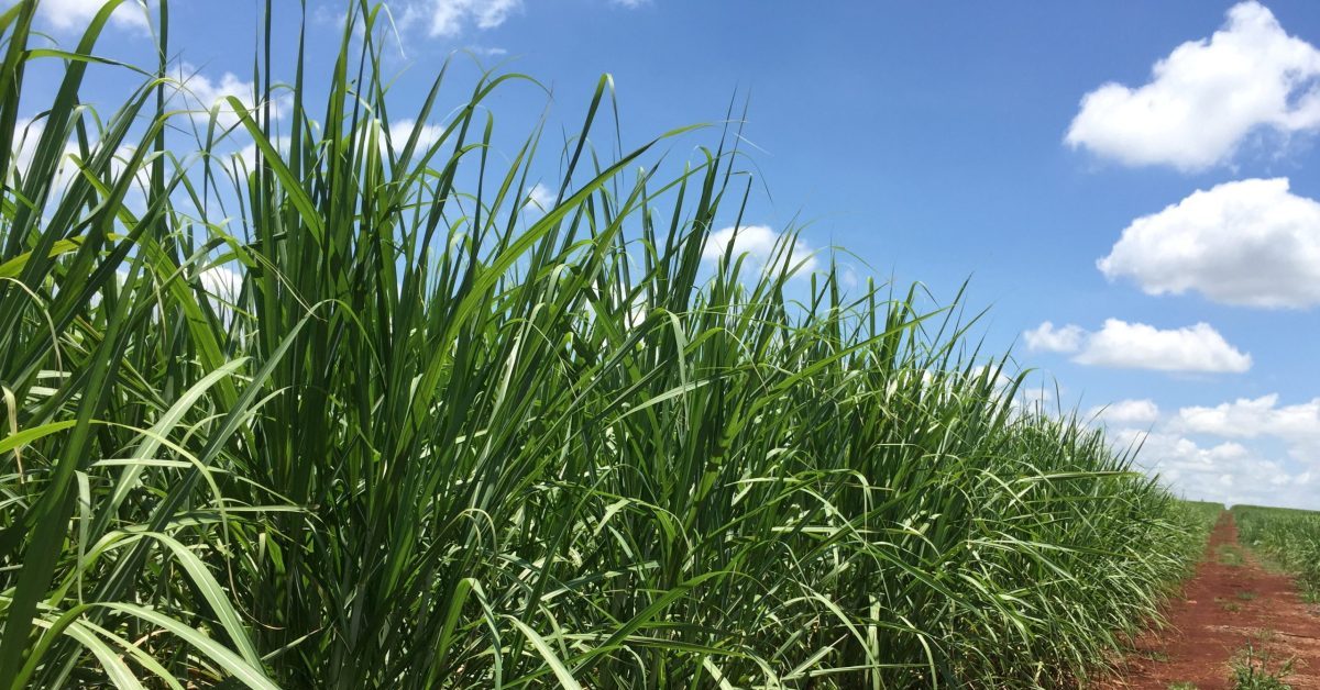 Setor sucroenergético avalia impacto limitado da tarifa de 25% dos EUA em produtos brasileiros