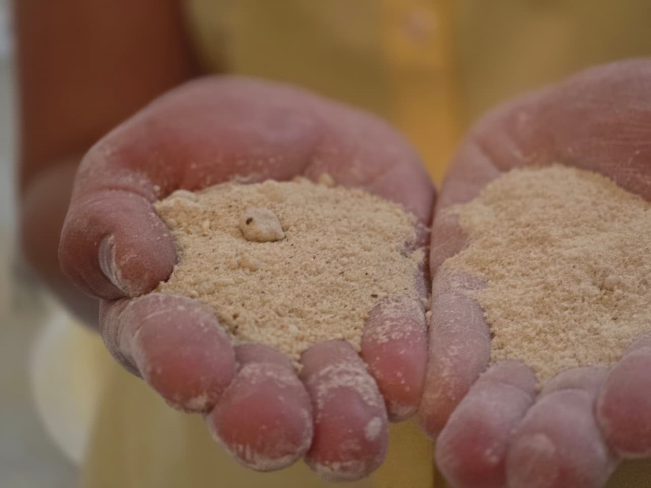 Projeto de R$ 15 milhões aposta na mandioca como insumo da mineração em Minas