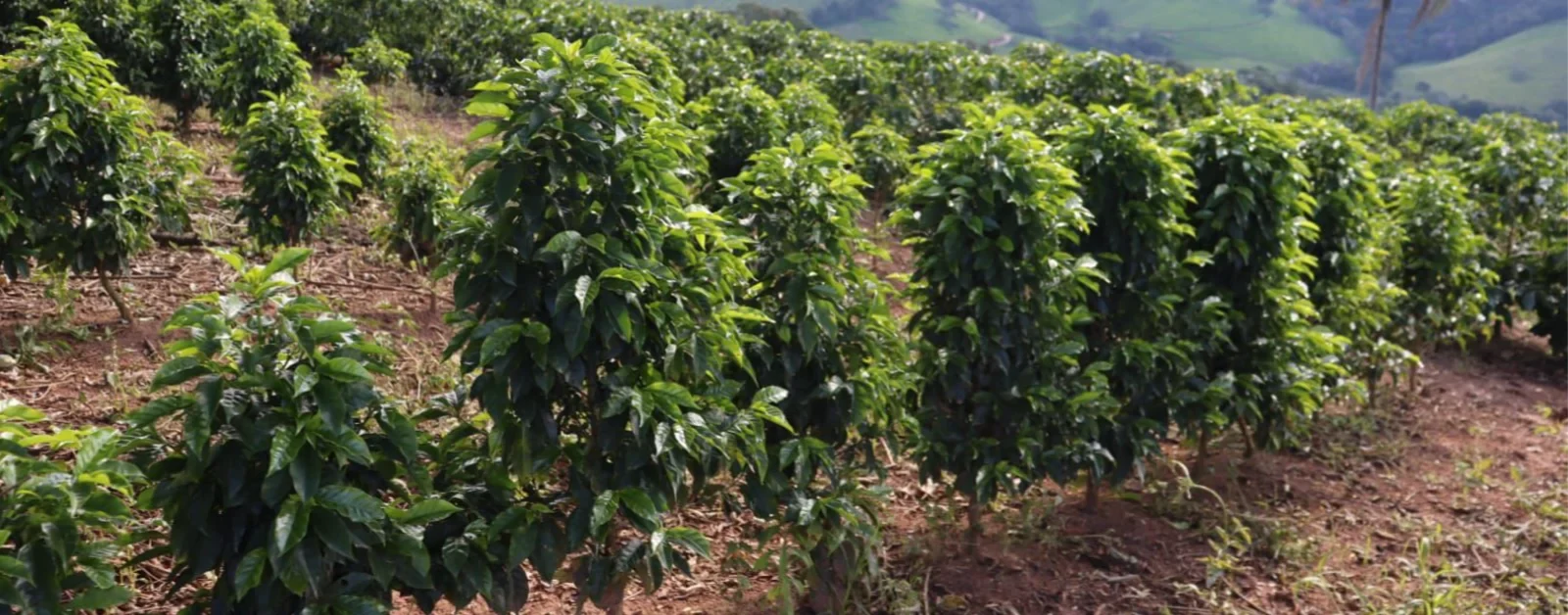 Café raro produzido em Minas alcança R$ 90 mil a saca e mira mercado de luxo