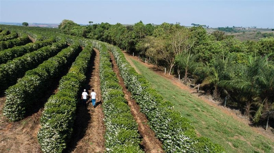 Linhas de crédito impulsionam produção sustentável e crescimento do café mineiro