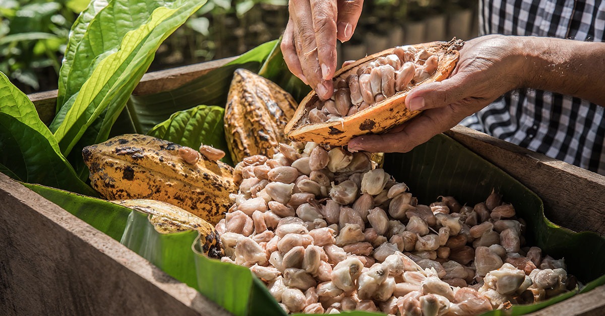 Empresa mineira aposta em inovação para transformar o uso do cacau no Brasil