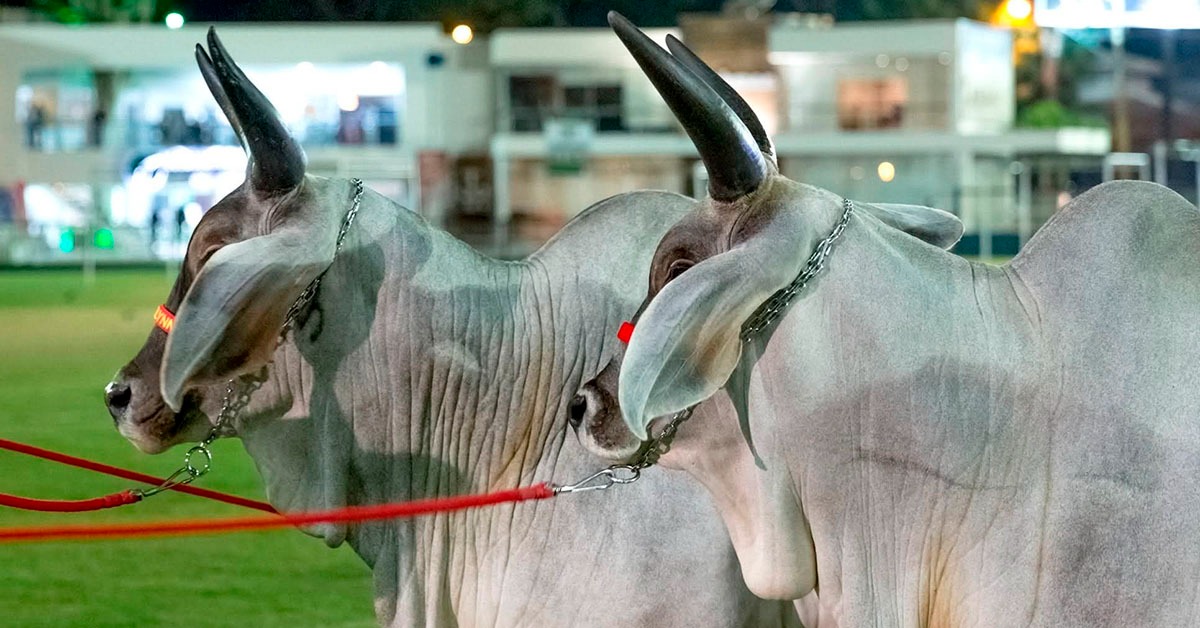 Expozebu deve bater R$ 200 milhões em faturamento e renovar recorde em Uberaba