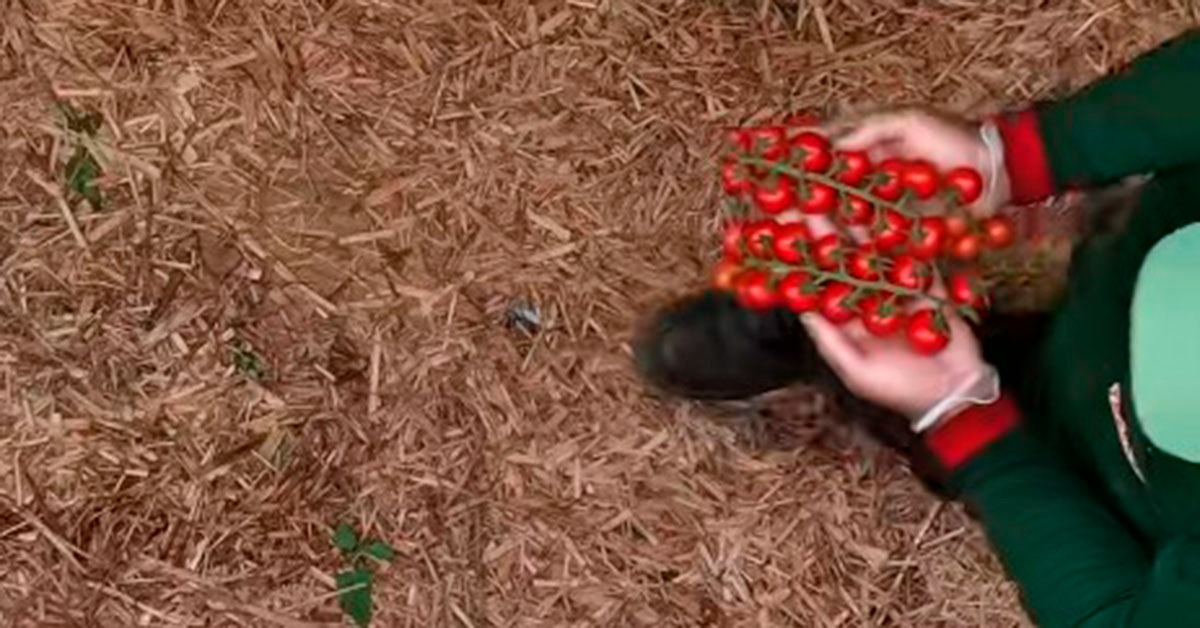 Pedido de recuperação judicial do Trebeschi expõe crise no agro