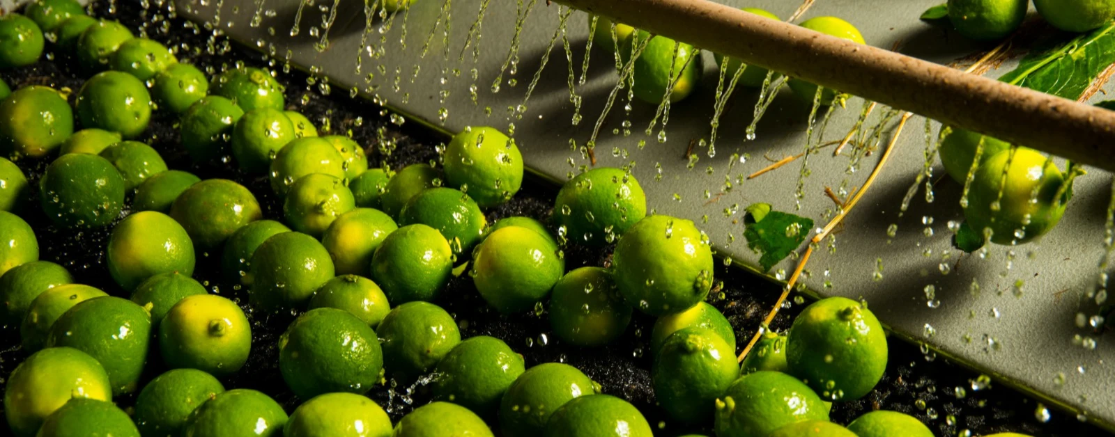 Abanorte Fruit Connections fortalece setor da fruticultura no Norte de Minas