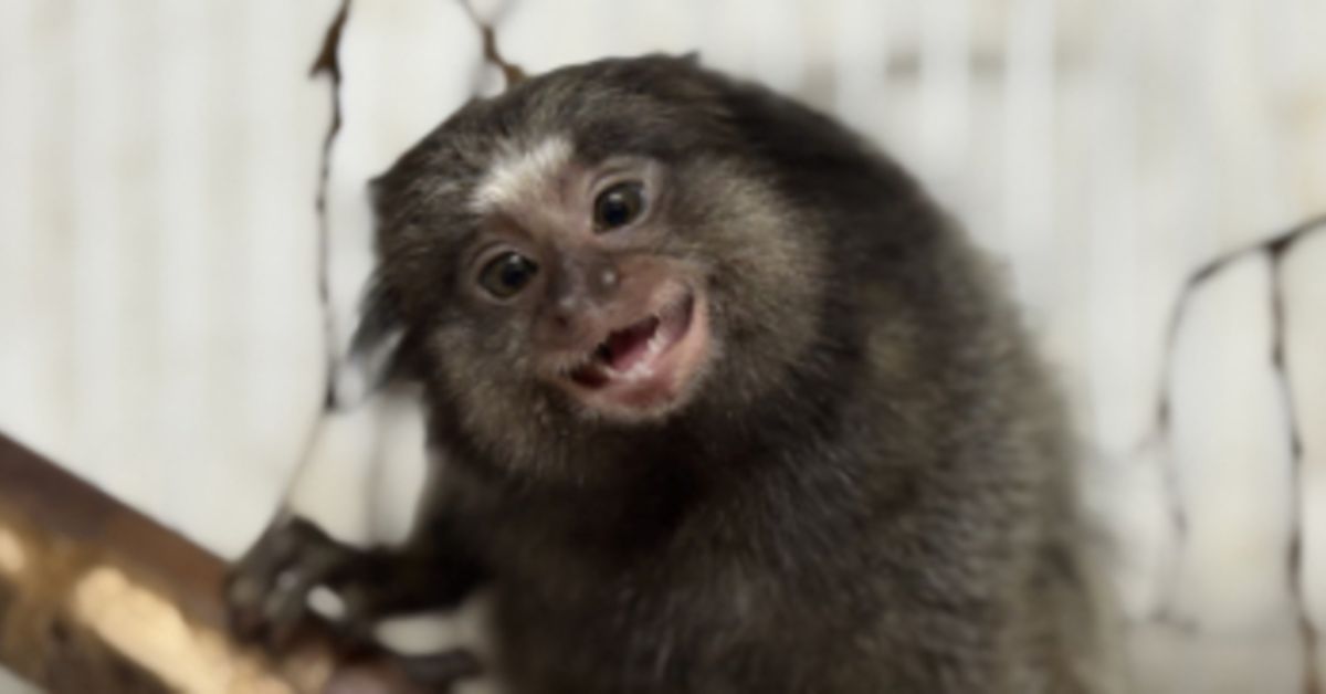 Minas Gerais devolve cerca de 5 mil animais silvestres por ano à natureza com atendimento especializado