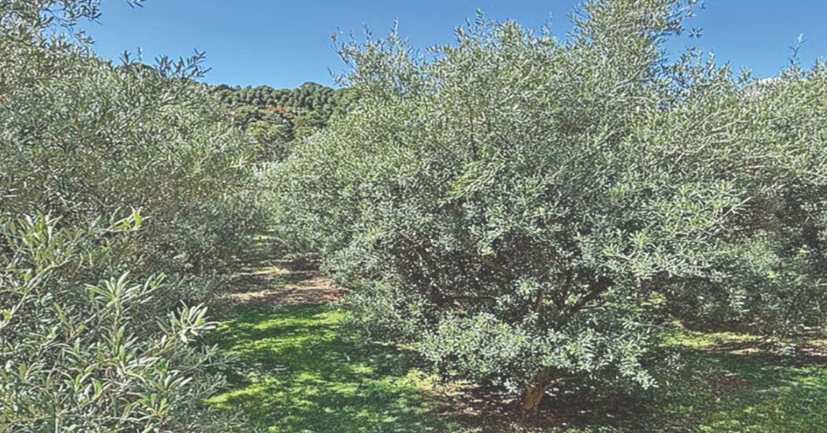 Festa do Azeite Novo movimenta Maria da Fé com gastronomia e cultura