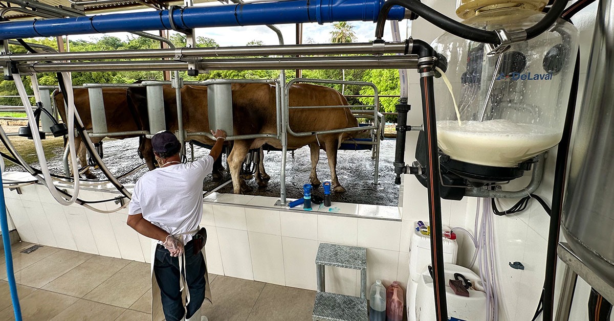 Preço do leite reage em março, mas cenário de importação ainda é desafio