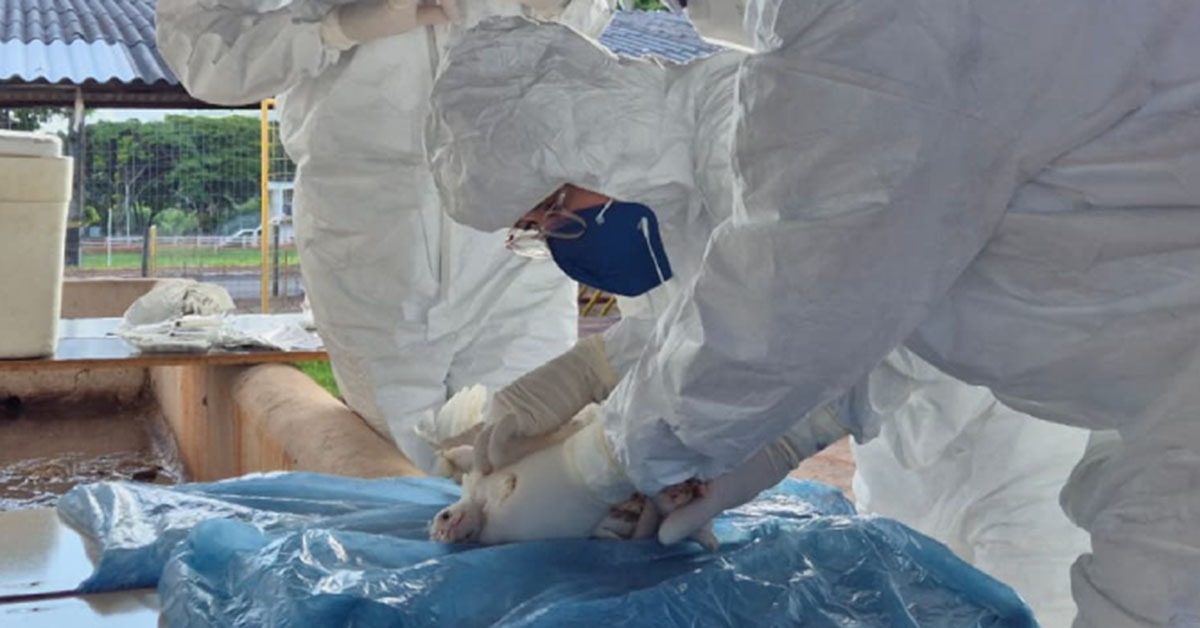 Simulado de gripe aviária: IMA vistoria mais de 50 propriedades em polo do Estado