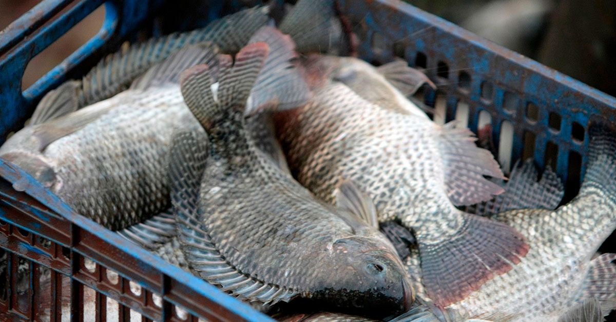 Setor produtivo de Minas comemora tributação sobre tilápia importada