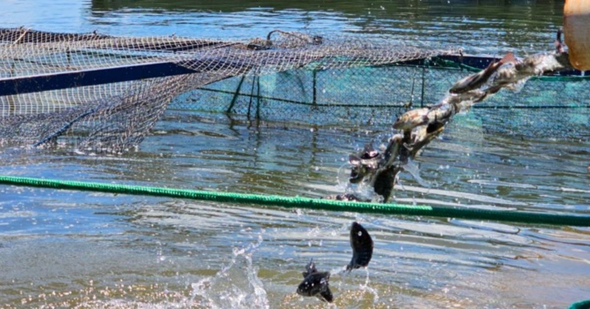 Governo de Minas suspende benefício do ICMS às tilápias importadas