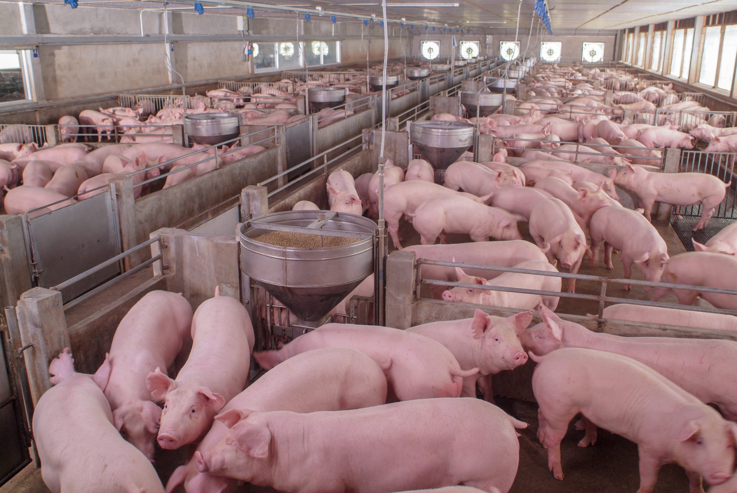 Produção de porcos cresce 9,6%, aponta censo da suinocultura mineira
