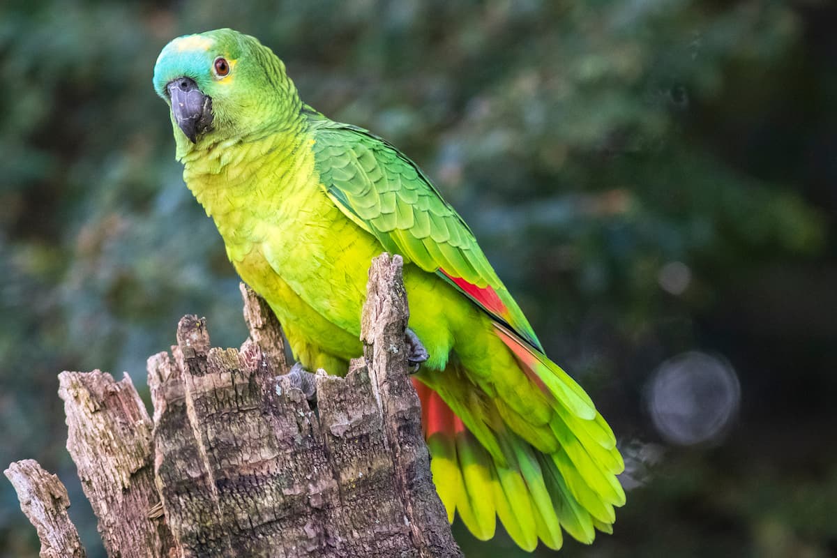 Instituto Estadual de Florestas regulamenta atividades com fauna silvestre e exótica em cativeiro em Minas Gerais