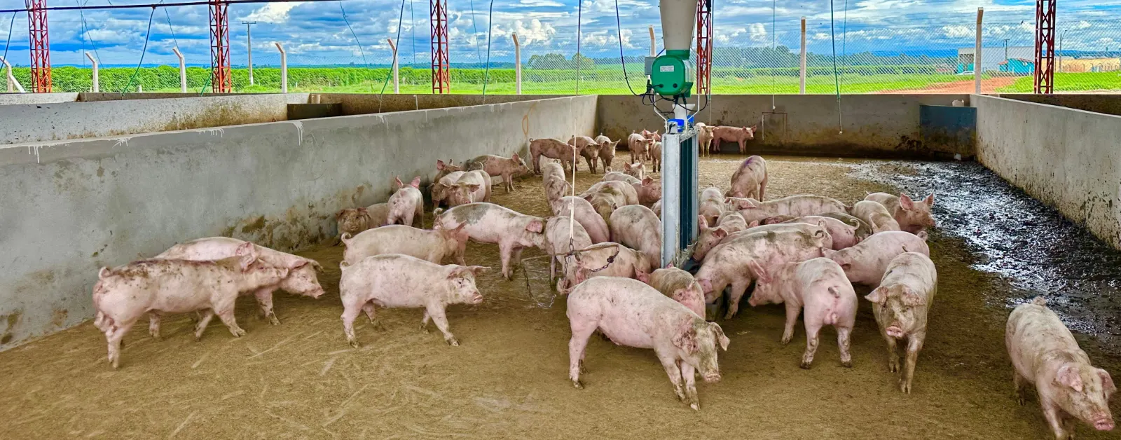 Granja mineira conquista certificação inédita de bem-estar animal na suinocultura brasileira