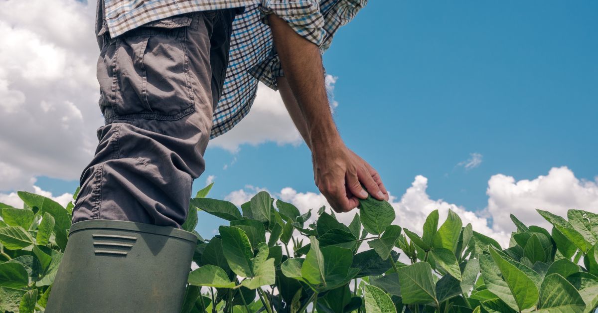 Crédito do BNB para agricultura familiar em Minas cresce 1.005% e chega a R$ 218 milhões