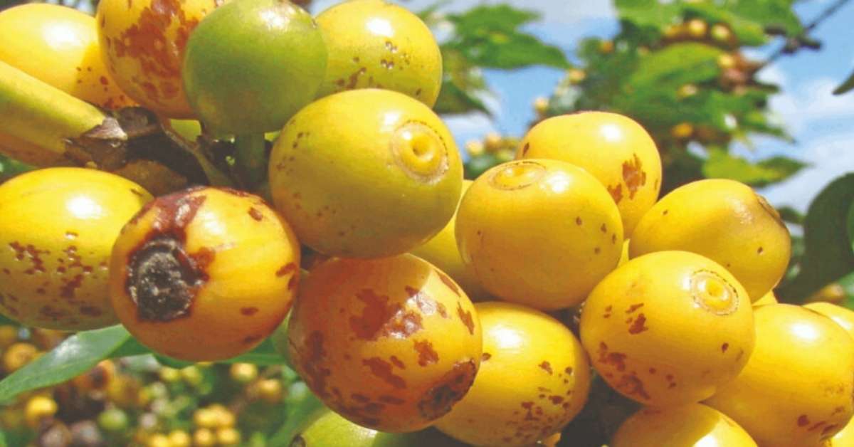 Clima favorável impulsiona expectativa positiva para a safra mineira de café