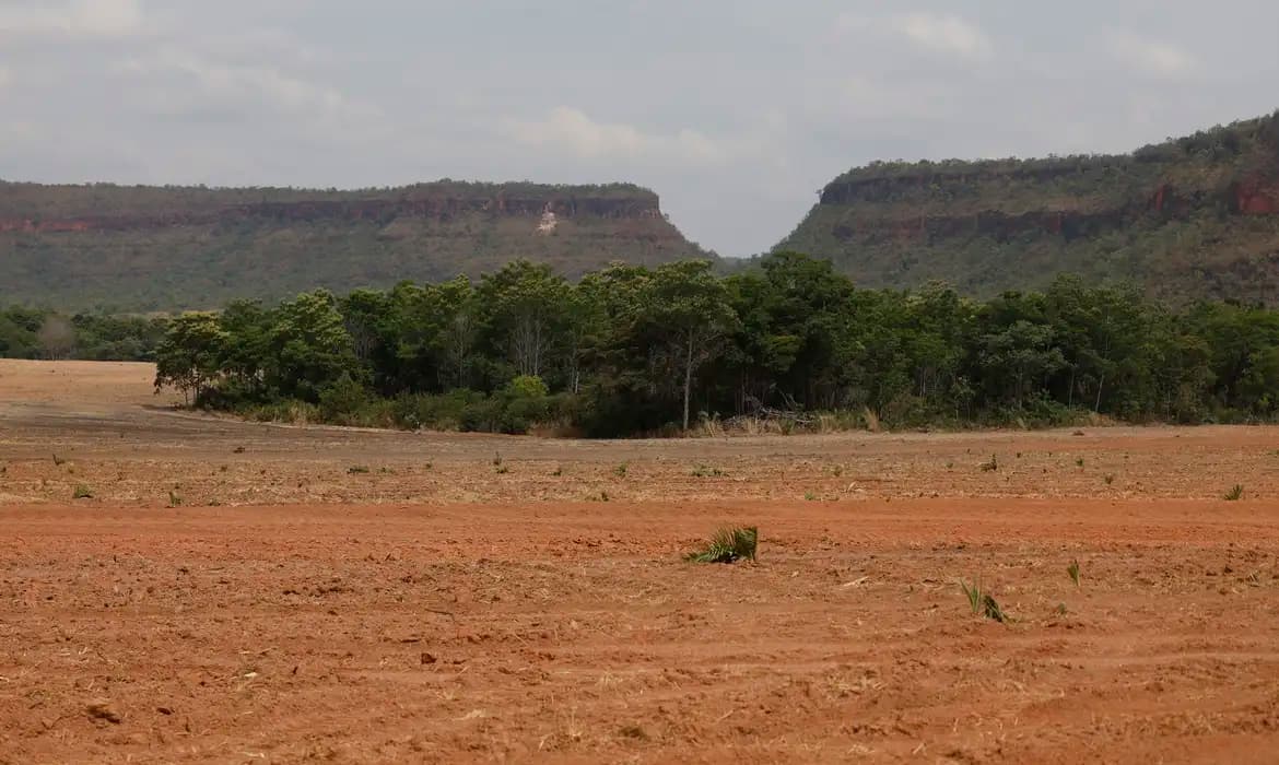 Fragmentos de vegetação nativa cresceram no país 260% em 38 anos