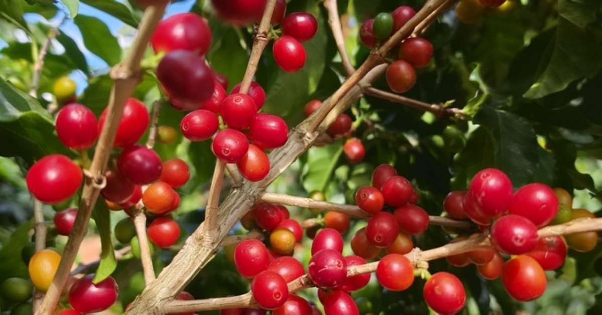 Exportações do agro mineiro batem recorde histórico e somam US$ 19,9 bilhões