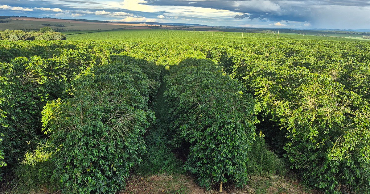Colheita de café atinge 12% nas áreas da Cooxupé, menor índice desde 2022