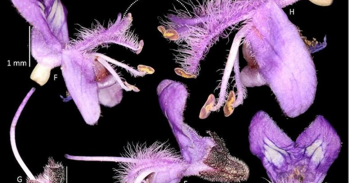 Descoberta na Serra do Espinhaço revela nova espécie de planta para a ciência