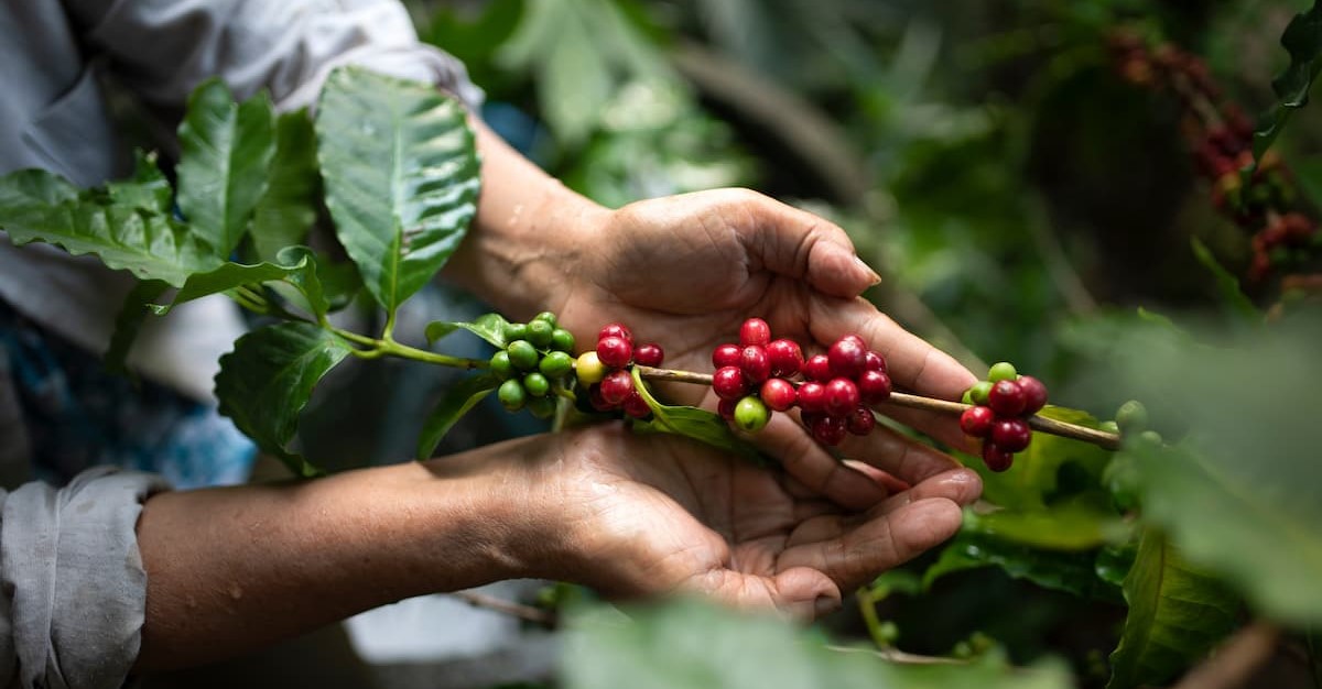Expocacer vê colheita de café em 18% do total em sua área no Cerrado de MG
