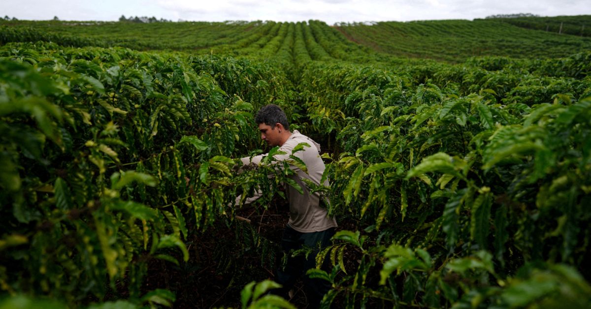 USDA projeta recorde para safra de café do Brasil e vê salto de 30% na exportação