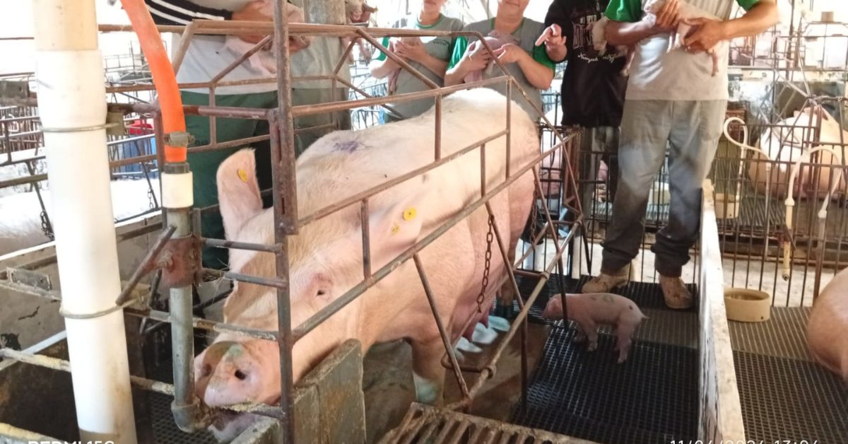 Porca dá à luz 46 leitões em granja mineira e pode entrar para o Guinness