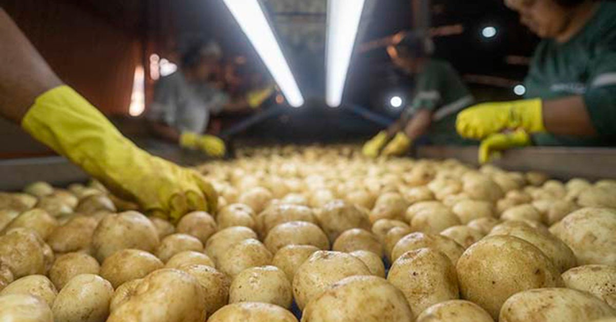 Alta de 84% da batata contrasta com queda de preços de frutas e hortaliças na Ceasa Minas