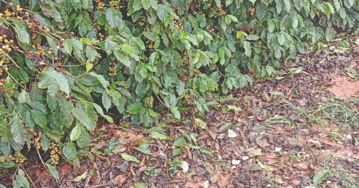 Após granizo, produtores de café de Minas se preparam para impactos do El Niño