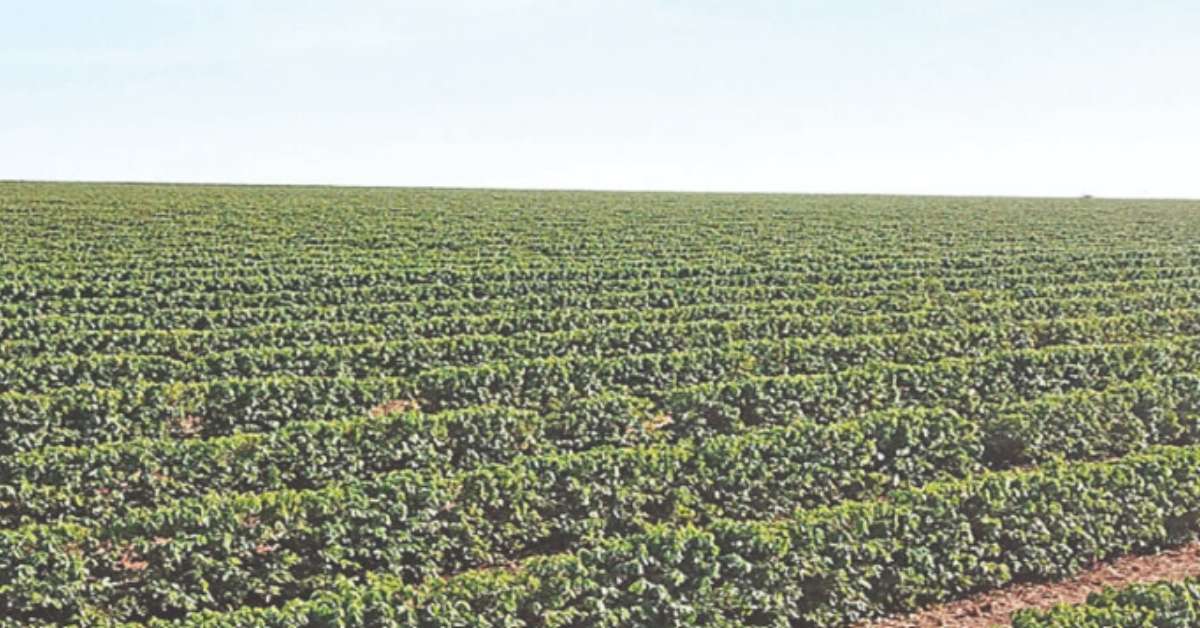 Lavouras de café danificadas pelo granizo? Confira orientações para a recuperação
