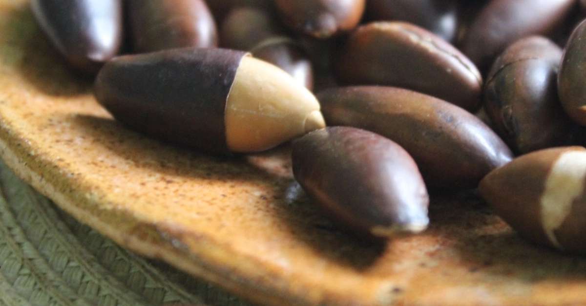 Castanha Baru, do Cerrado Mineiro, chega ao mercado europeu