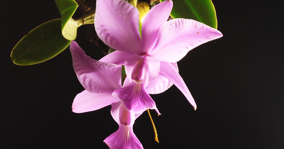 Exposição Nacional de Orquídeas reúne produtores e colecionadores em Vespasiano