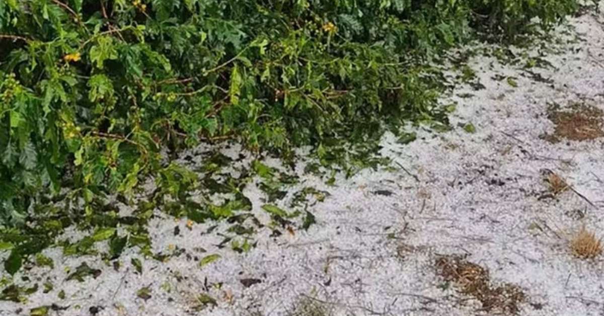 Após granizo no Sul de Minas, produtores devem agir rápido para garantir indenizações