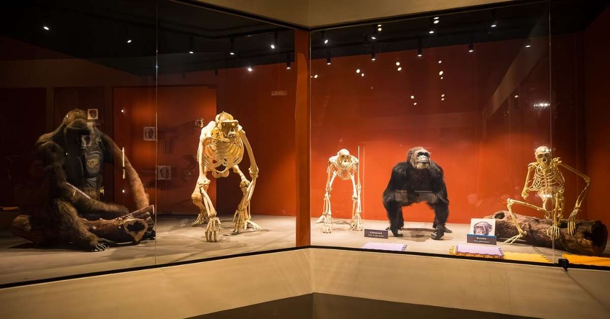 Exposição no Museu da PUC Minas reúne mais de 300 peças sobre a história da humanidade
